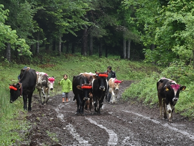 Sakaryalı göçerler yayla yolculuğuna başladı