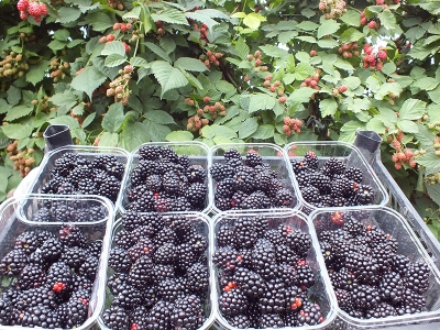 Mersin’de böğürtlen hasadı