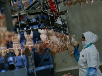 Piliç ayakları Çin’e ihraç ediliyor