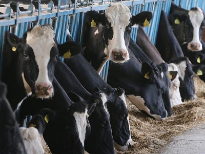 Giresun'da hayvancılığa 1 milyon lira destek