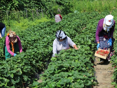 Ordu’da çilek fındıkla yarışıyor