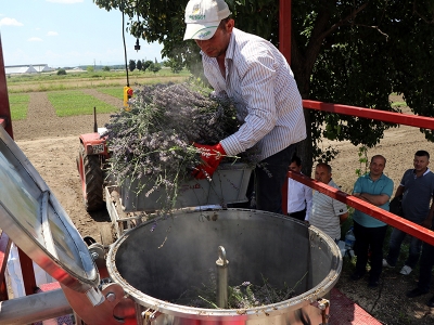 Edirne’nin lavanta bahçelerinde hasat zamanı