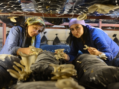 Anne kız istiridye mantarı yetiştiriyor