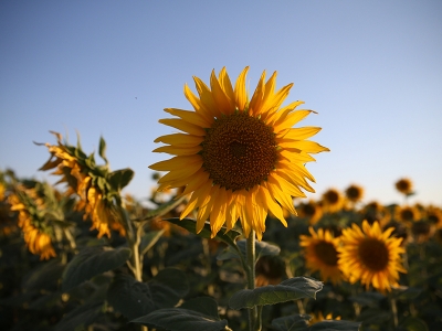 Ceylanpınar’a ayçiçeği ekiliyor