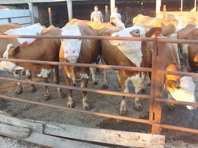 Yarım litre süt, 5 kilogram ete bedel