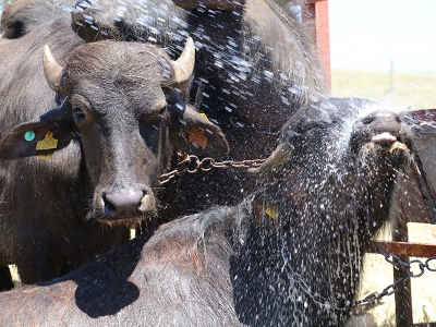 Yüzde 50 hibeyle manda