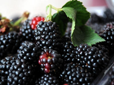 Hububata alternatif böğürtlen hasadı