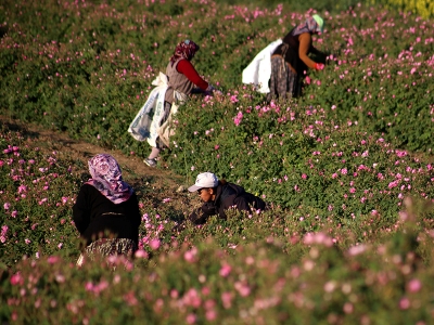 Güle mayıs-haziran bereketi