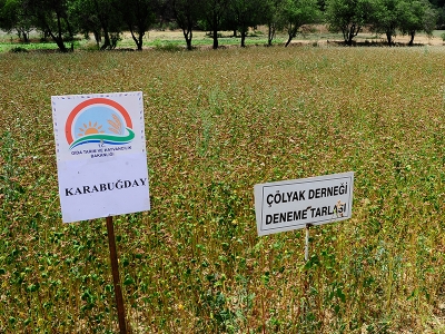 Çölyak hastaları için karabuğday hasadı