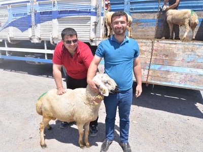 Damızlık erkek toklu dağıtıldı