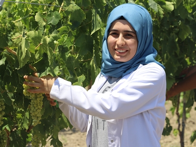 Üzümde erkenci hasat