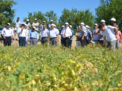 Denizli’de nohut günü