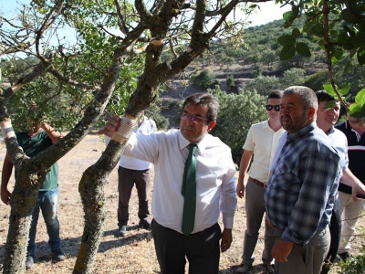 Melengiçler aşılanıyor