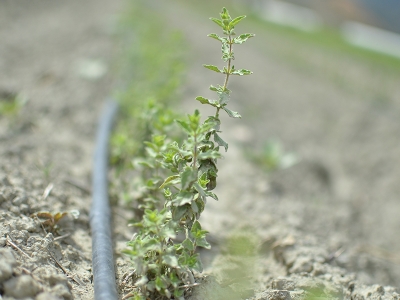 Tıbbi ve Aromatik Bitkiler Vadisi