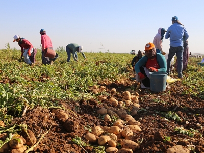 Hasat yüzleri güldürdü