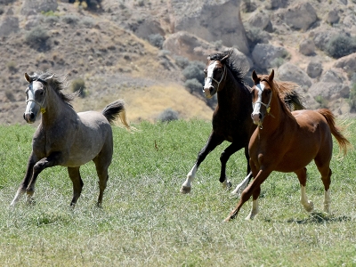 Begümtay, Aşık Kafkas, Selda hanım, Eceser