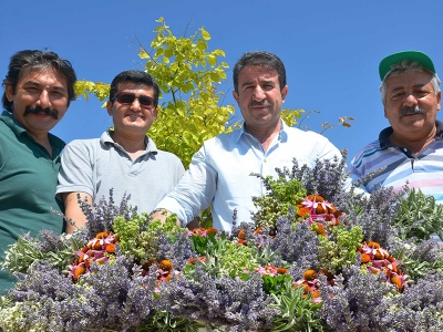 “Tıbbi ve Aromatik Bitkiler Hasat Günü” yapıldı