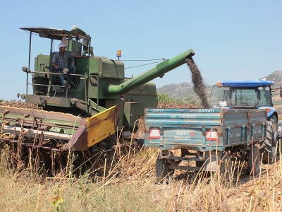 Yağlık ayçiçeği verimi yüz güldürdü