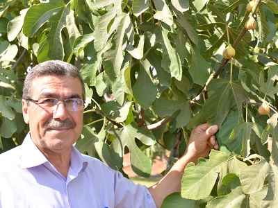 Sarılop incirin hasadı tamam