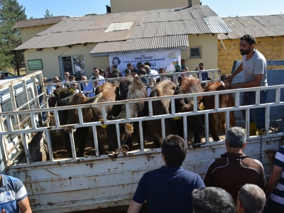 Bingöl’de genç üreticilere hayvan desteği