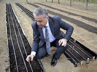 Safranın üretim maliyeti düşecek