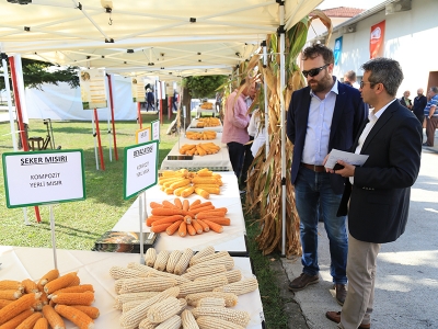 Dane mısırın Türkiye ekonomisine katkısı 4,73 milyar lira