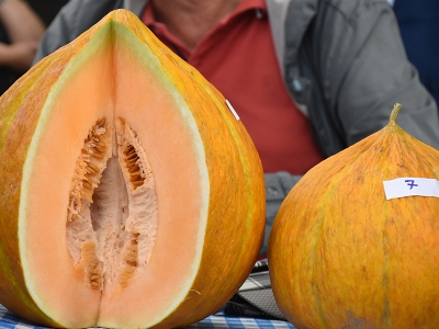 Yaylanın en güzel kavunu