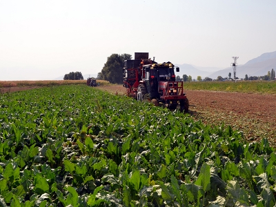 Pancarın tarladan sofraya yolculuğu