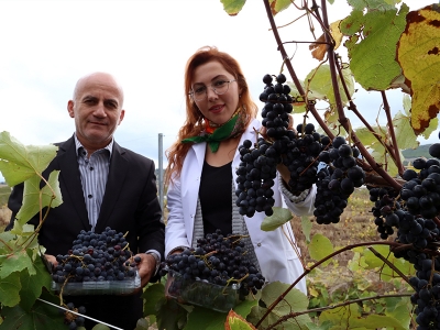 Rize'nin kokulu kara üzümleri 
