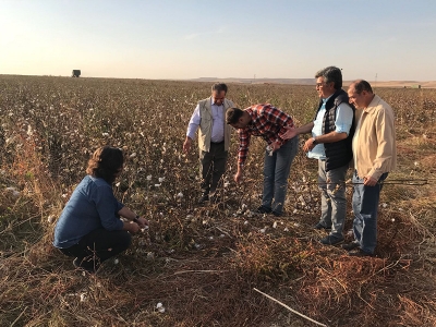 Bismil'de pamuk ekim alanı 2 katına çıktı