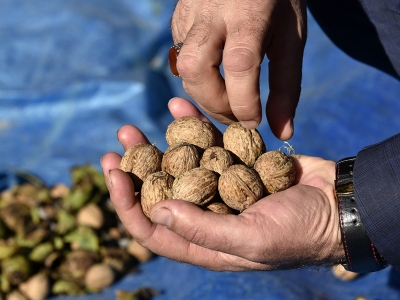 Gümüşhane’de ceviz hasadı başladı