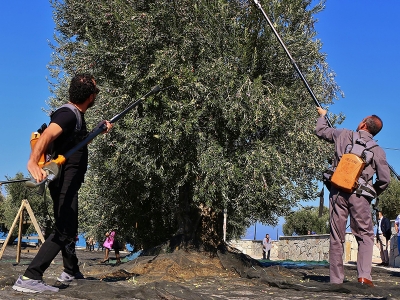 3. Geleneksel Gömeç Zeytin Hasat Şenliği
