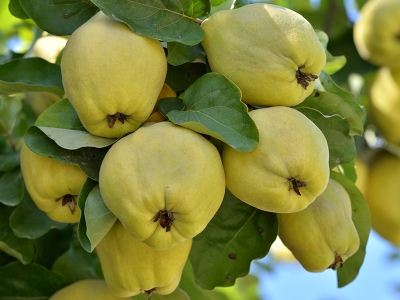 Ayvalar Kahramanmaraş’tan