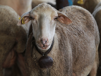 Kıvırcığın sayısını artırmak için proje