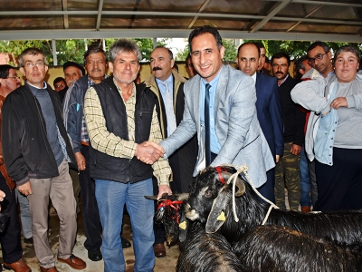 Damızlık teke oğlakları sahiplerini buldu