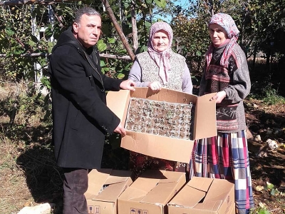 Lavanta fideleri toprakla buluştu