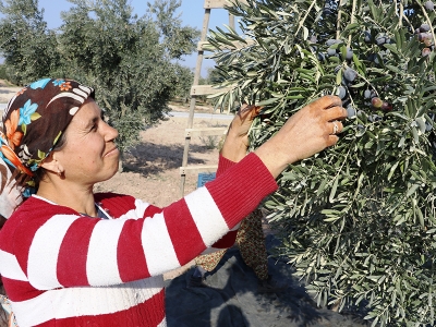 Zeytin, üreticinin yüzünü güldürüyor