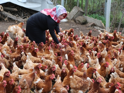 Ekmeğini organik yumurtadan çıkarıyor