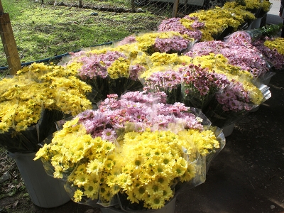 Osmaniye’de bir ilk