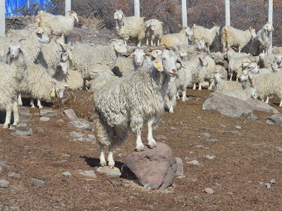 Ankara keçisi yeniden değer kazanıyor