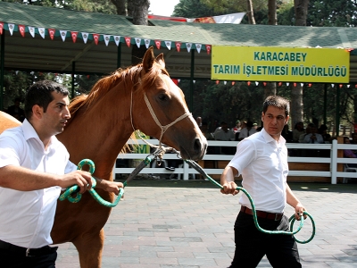 Şampiyon atlar yeni sahiplerini arıyor