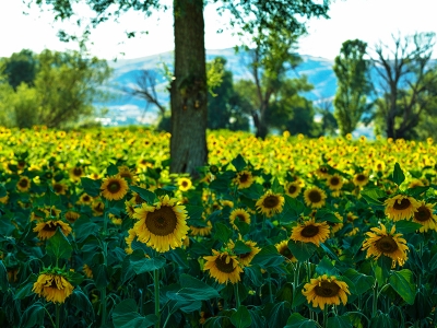 Kayseri’de ayçiçeği bereketi