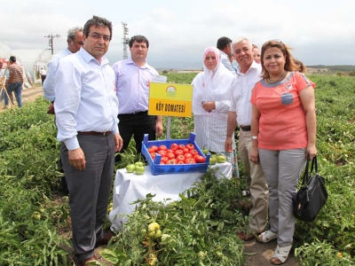 Çanakkale’de yerli ve yeni domates çeşitleri