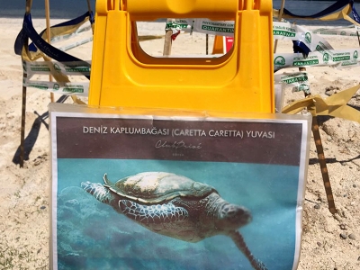 Caretta carettalar otel kumsalında