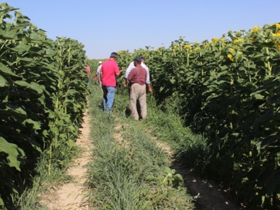 Karapınar çiftçisi yenilik peşinde
