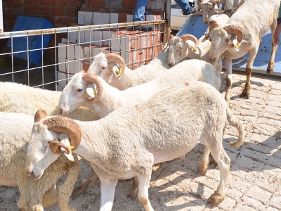 Denizli’de üreticilere destek sürüyor