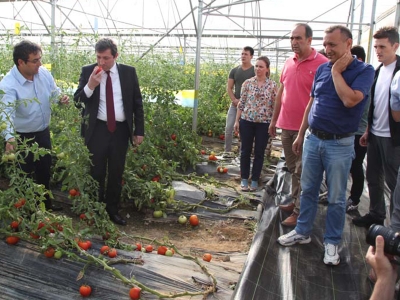 Domates güvesi ile mücadele projesi