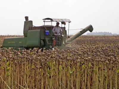 Yağlık ayçiçeğine talep çok