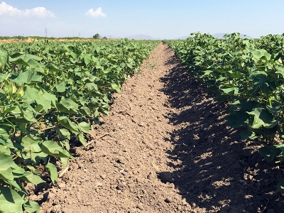 Iğdır’da pamuk üretimi yaygınlaşıyor