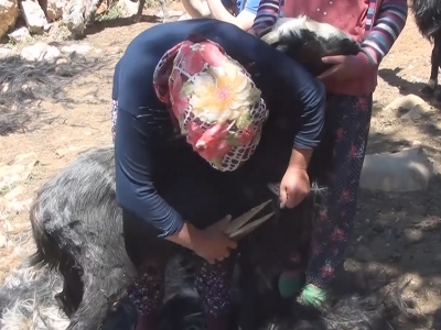 Keçi kırkma seromonisi